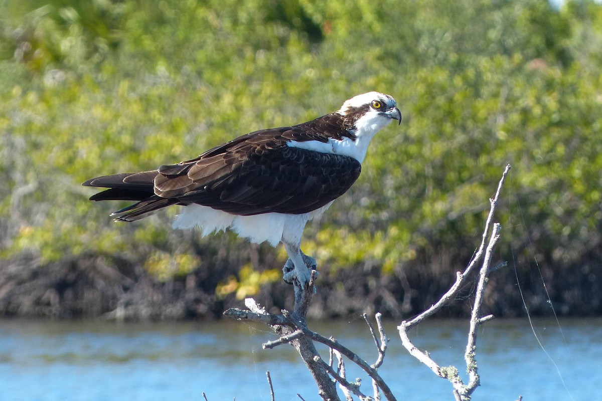 Скопа західна - ML637876878