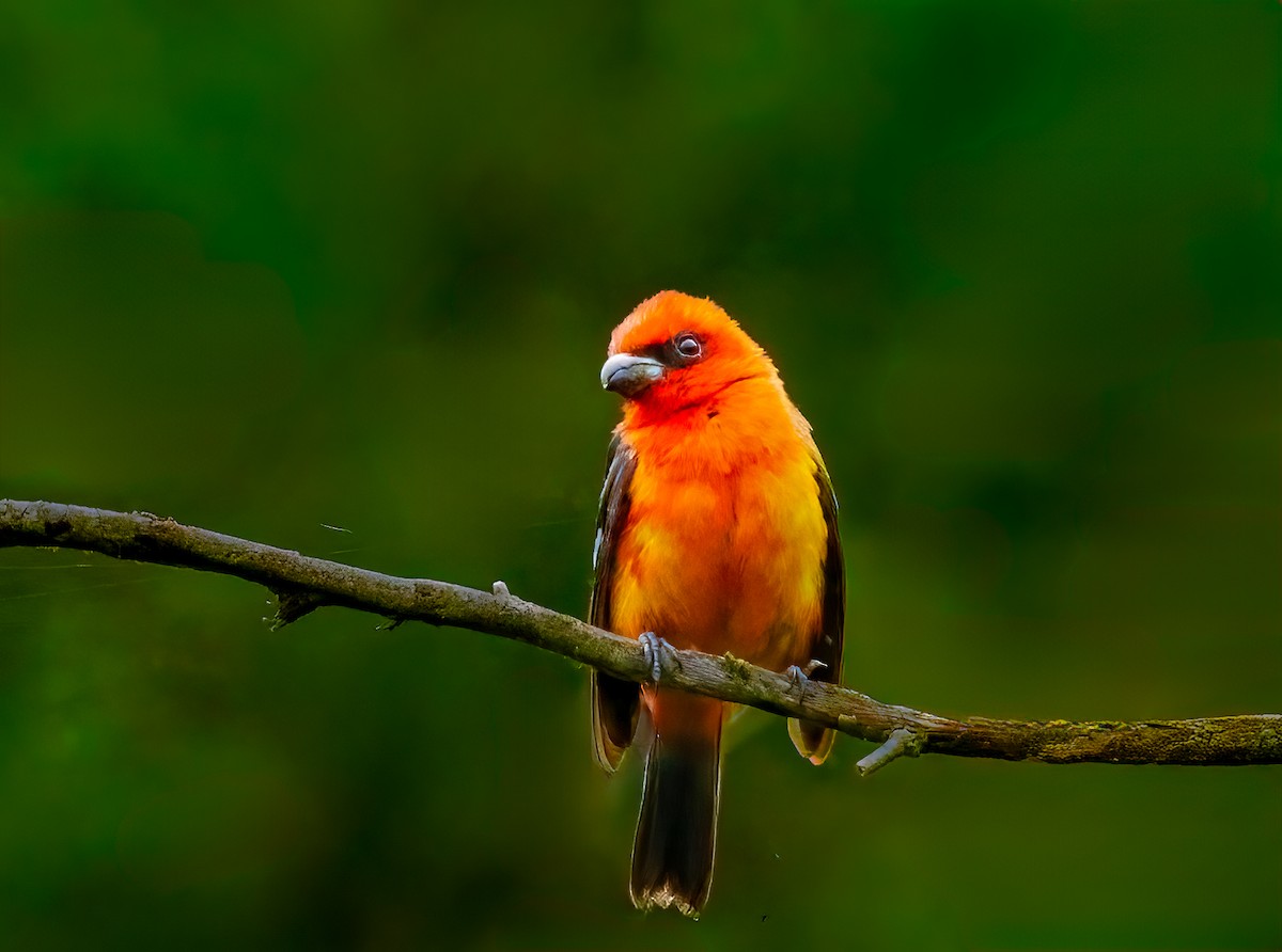 White-winged Tanager - ML637876926