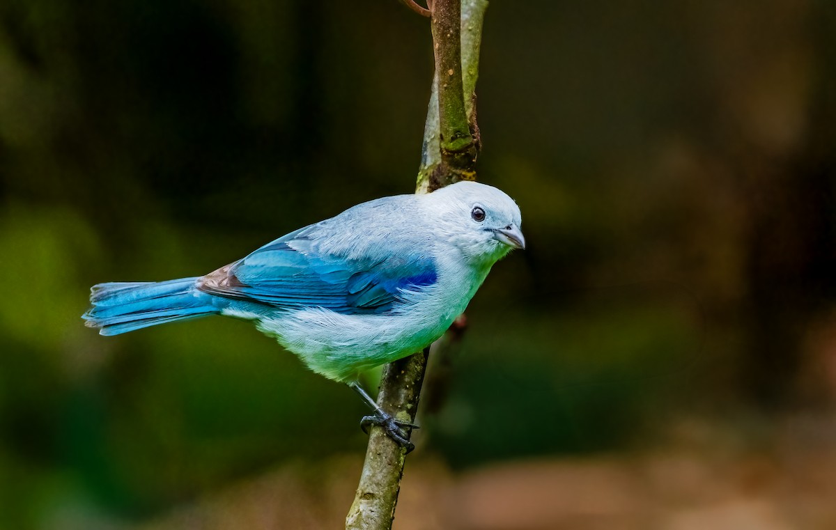 Blue-gray Tanager - ML637876962