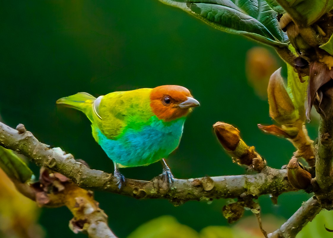 Bay-headed Tanager - ML637876987