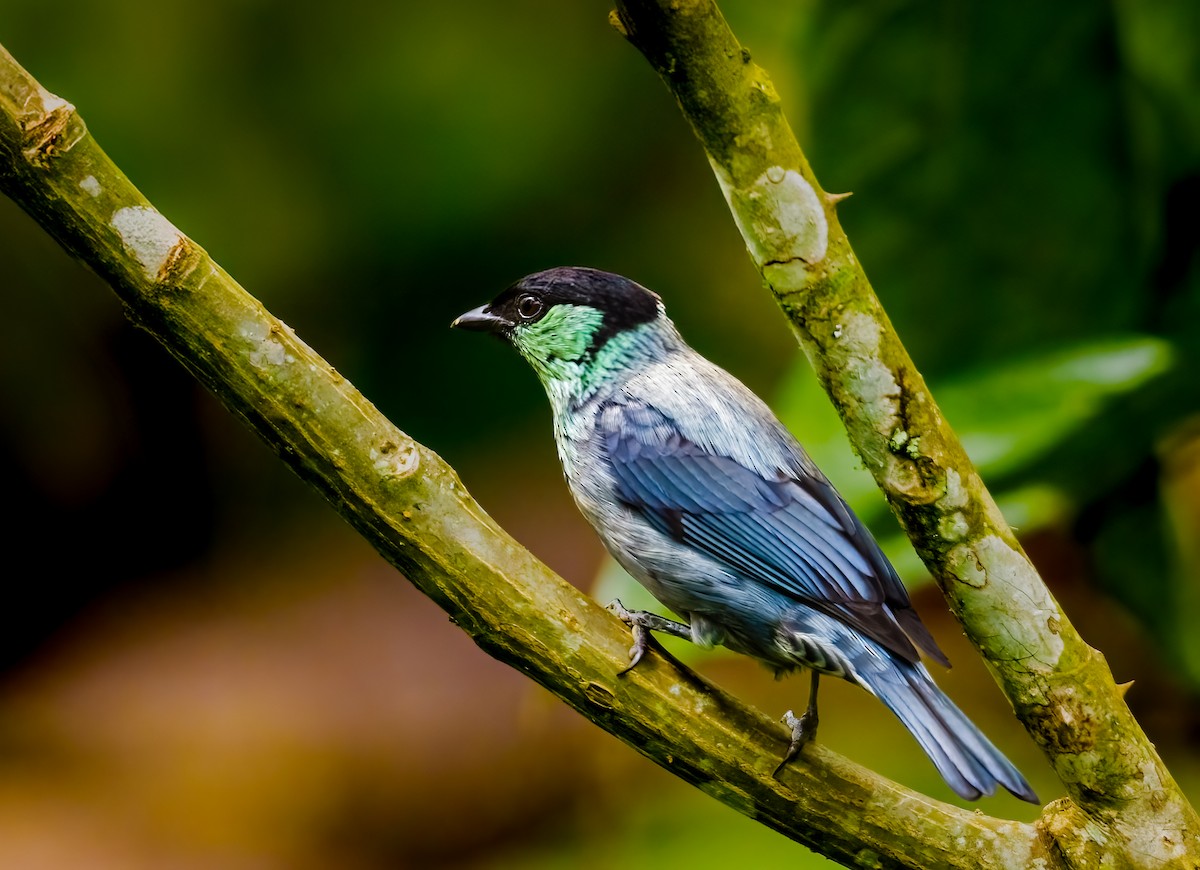 Black-capped Tanager - ML637877010