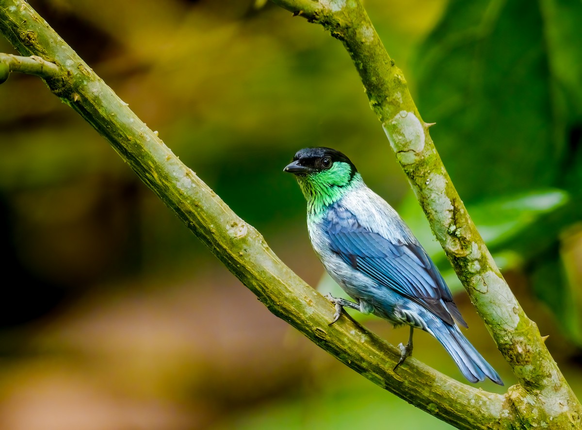 Black-capped Tanager - ML637877011