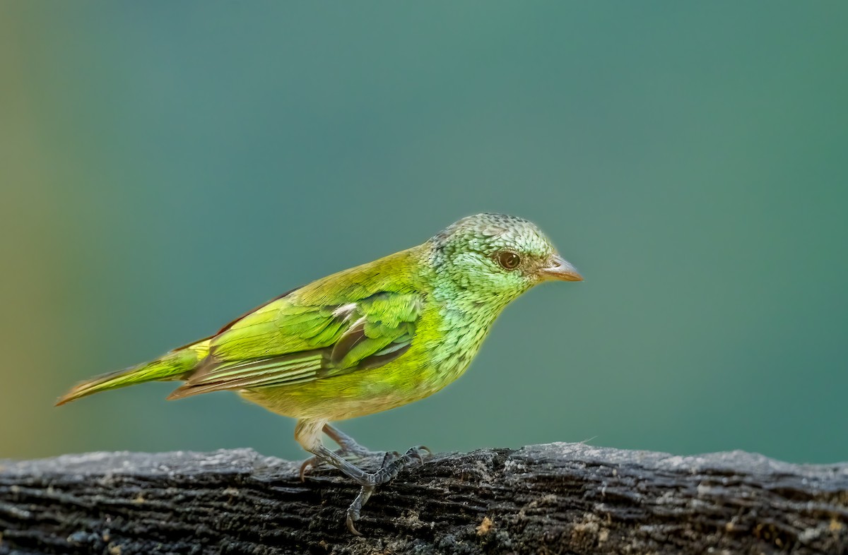 Black-capped Tanager - ML637877012