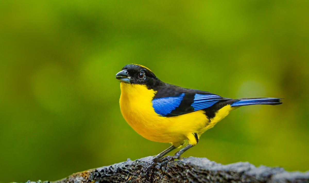 Blue-winged Mountain Tanager - ML637877026