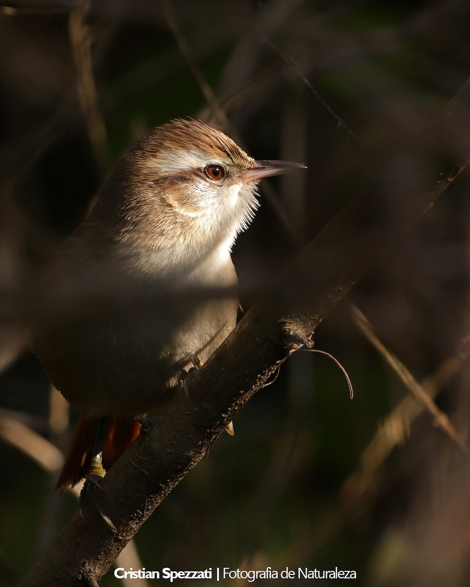 Stripe-crowned Spinetail - ML637877030
