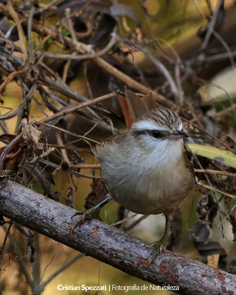 Stripe-crowned Spinetail - ML637877031