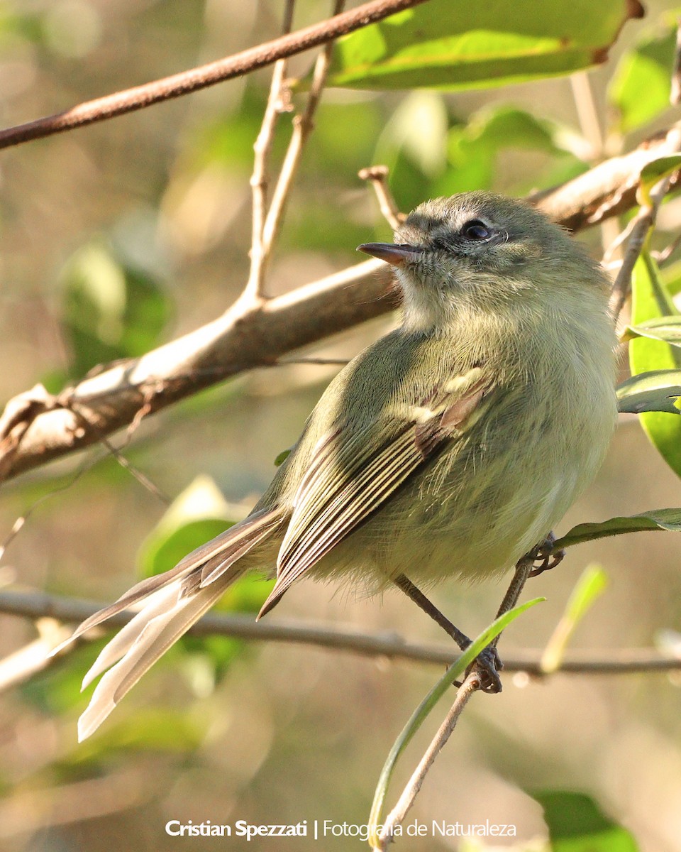 Mottle-cheeked Tyrannulet - ML637877046