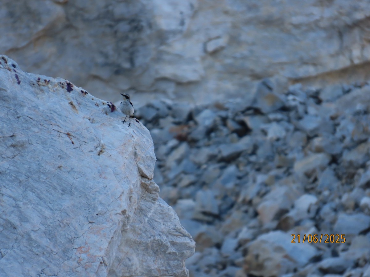 Northern Wheatear (Eurasian) - ML637877047
