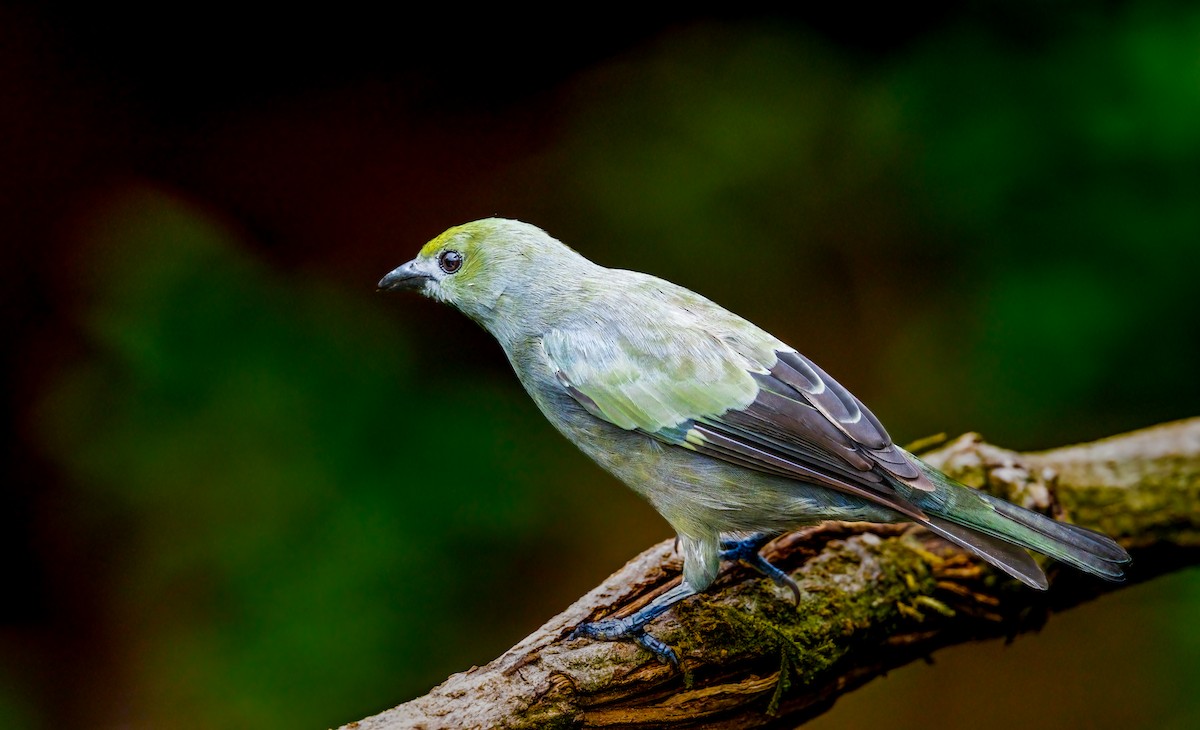 Palm Tanager - ML637877048