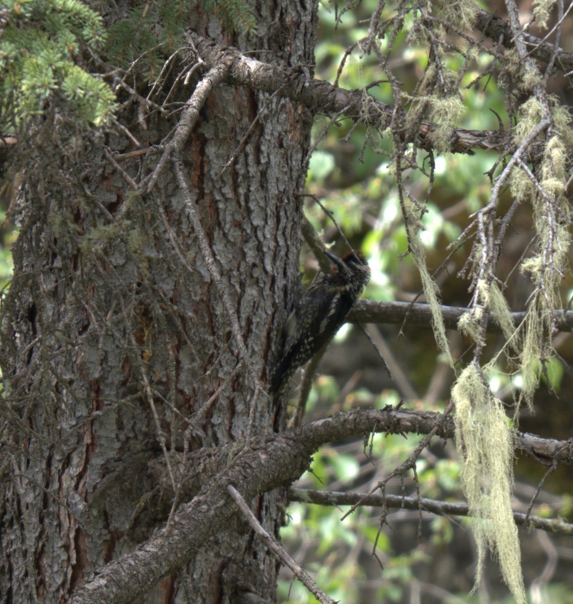 Red-naped Sapsucker - ML637877061