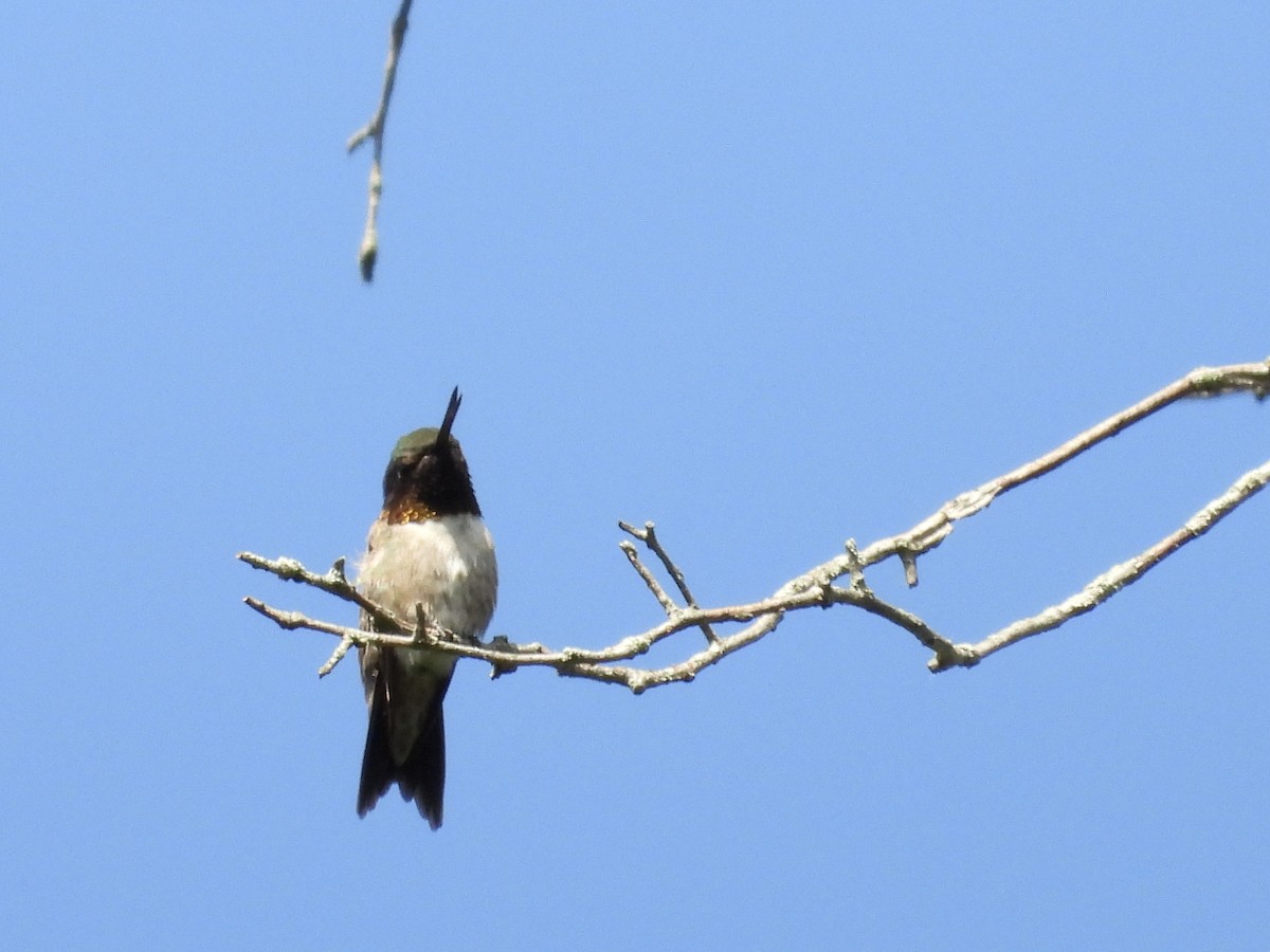 Colibri à gorge rubis - ML637877098