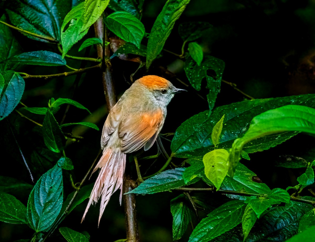 Azara's Spinetail - ML637877106