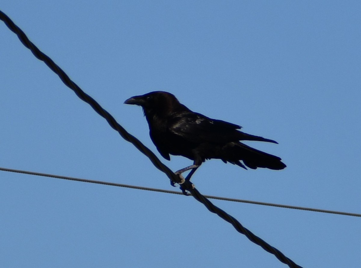 Chihuahuan Raven - ML637877122