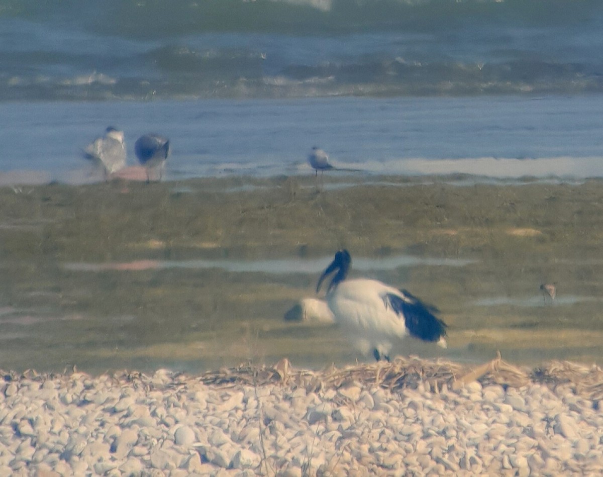 African Sacred Ibis - ML637877163