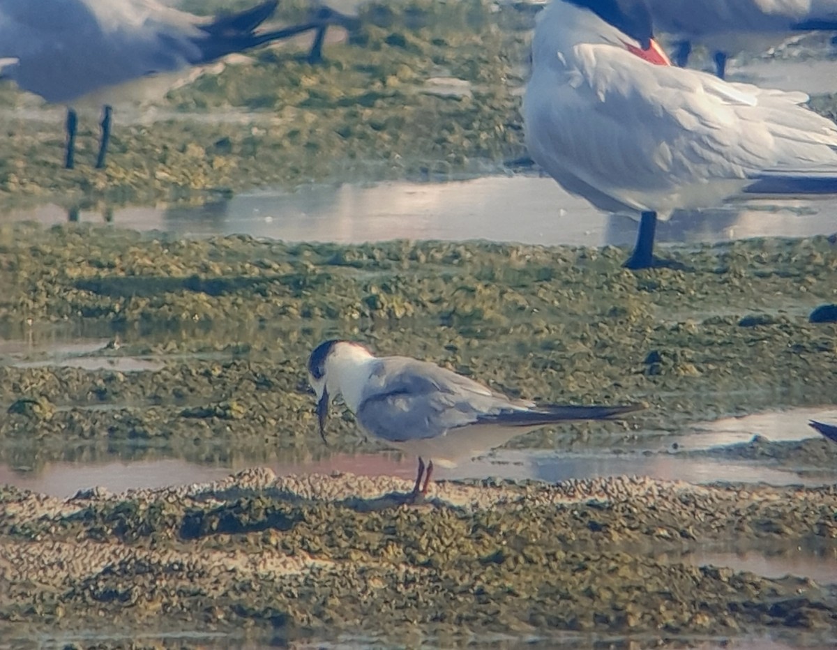 tern sp. - ML637877183