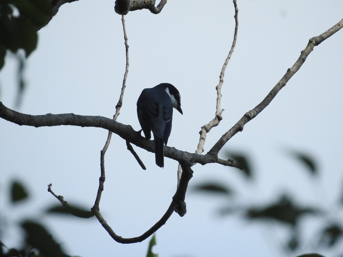 Ashy Minivet - ML637877205