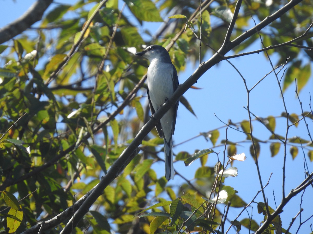 Ashy Minivet - ML637877206