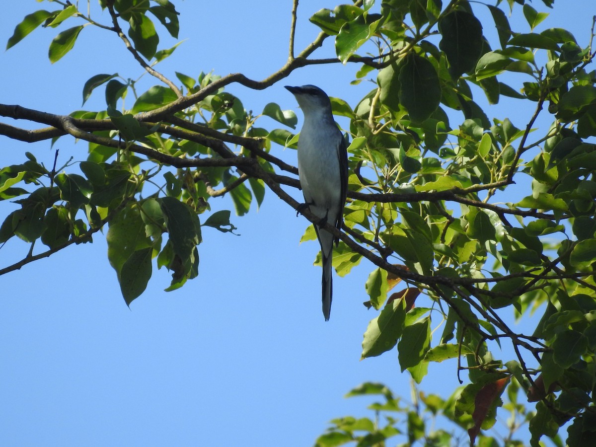 Ashy Minivet - ML637877207
