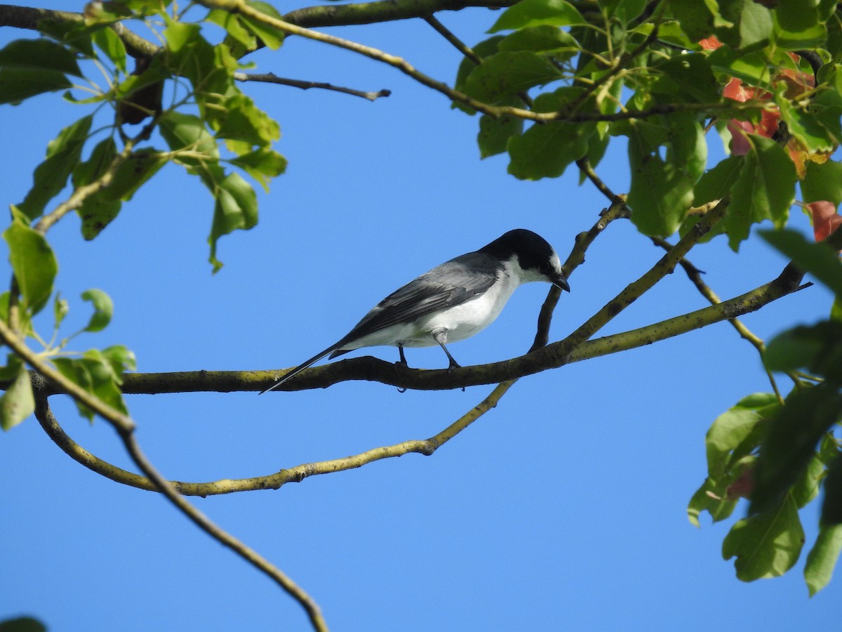 Ashy Minivet - ML637877208