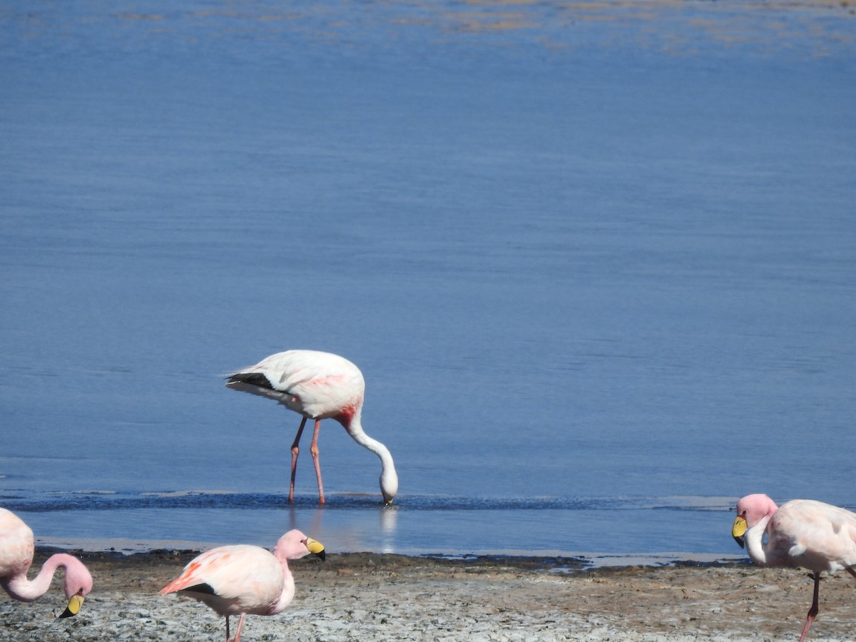 James's Flamingo - ML637877236