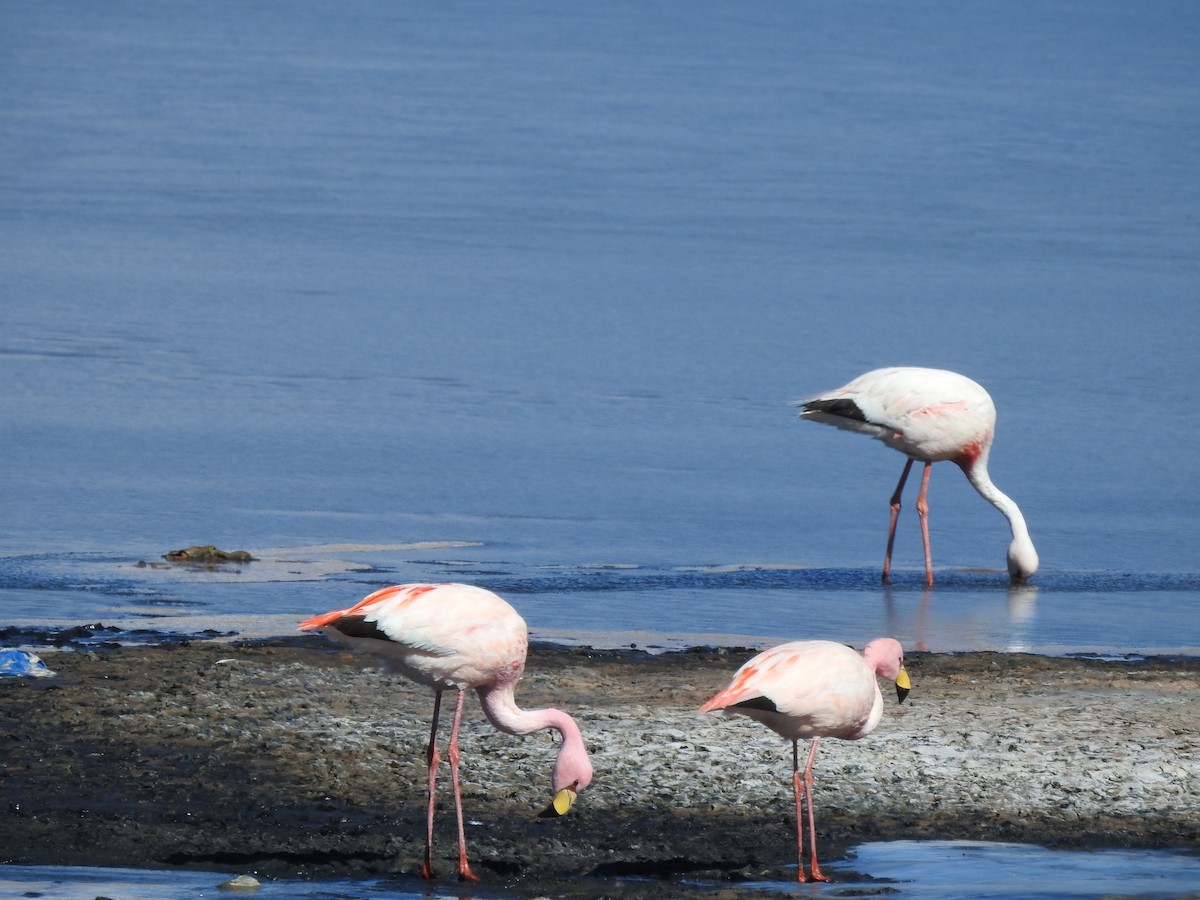 James's Flamingo - ML637877237