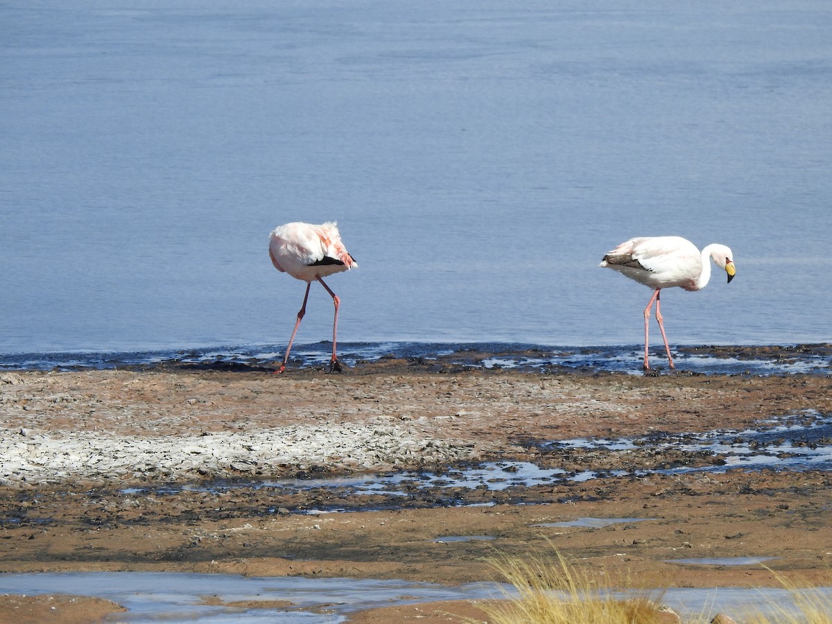 James's Flamingo - ML637877238