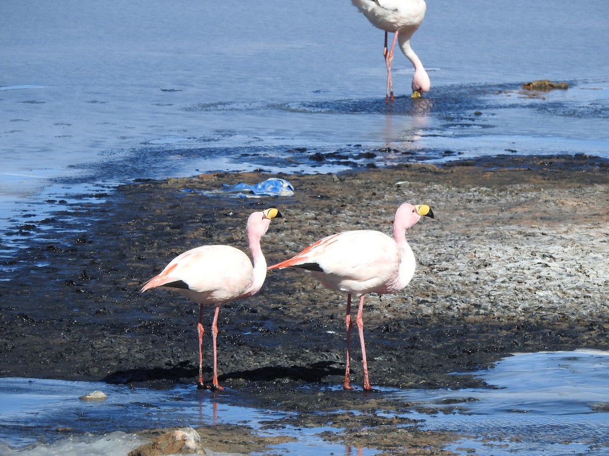 James's Flamingo - ML637877239