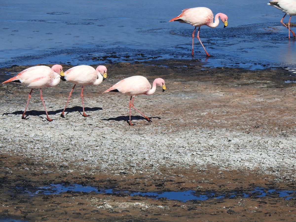 James's Flamingo - ML637877241