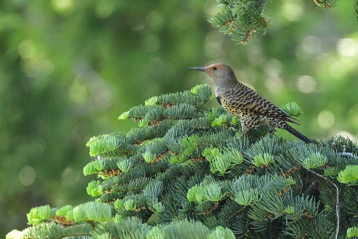 Northern Flicker - ML637877258