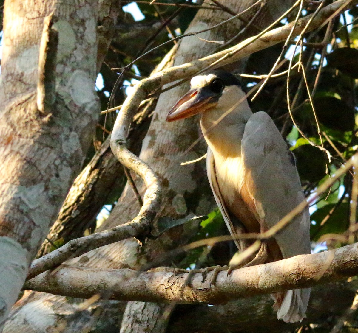 Boat-billed Heron - ML63787731