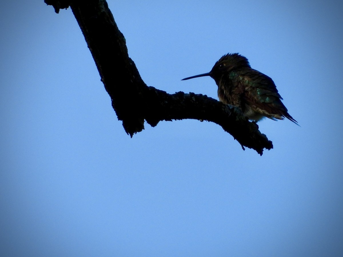 Colibri à gorge rubis - ML637877324