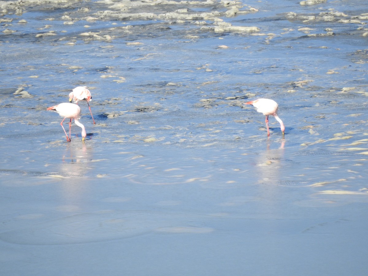 James's Flamingo - ML637877357