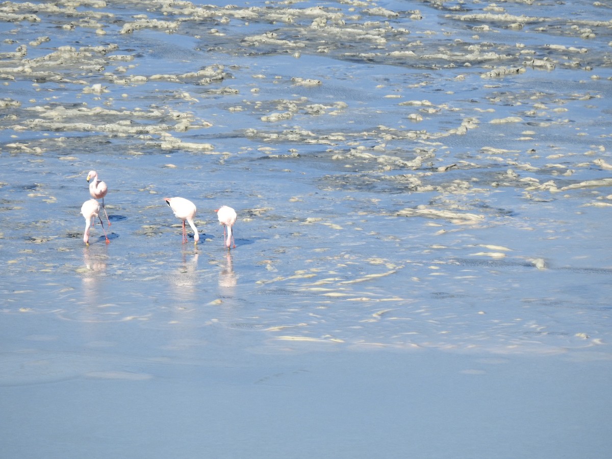 James's Flamingo - ML637877358