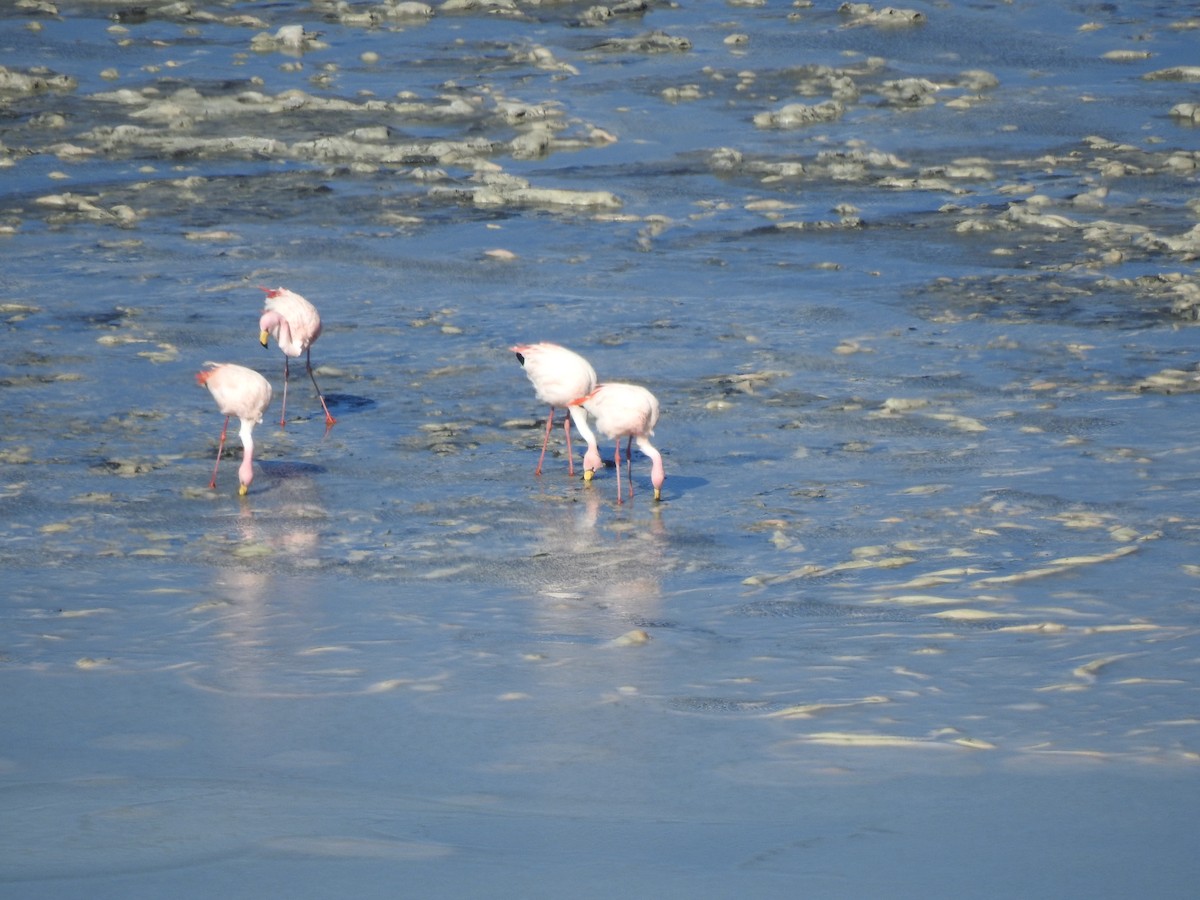 James's Flamingo - ML637877359