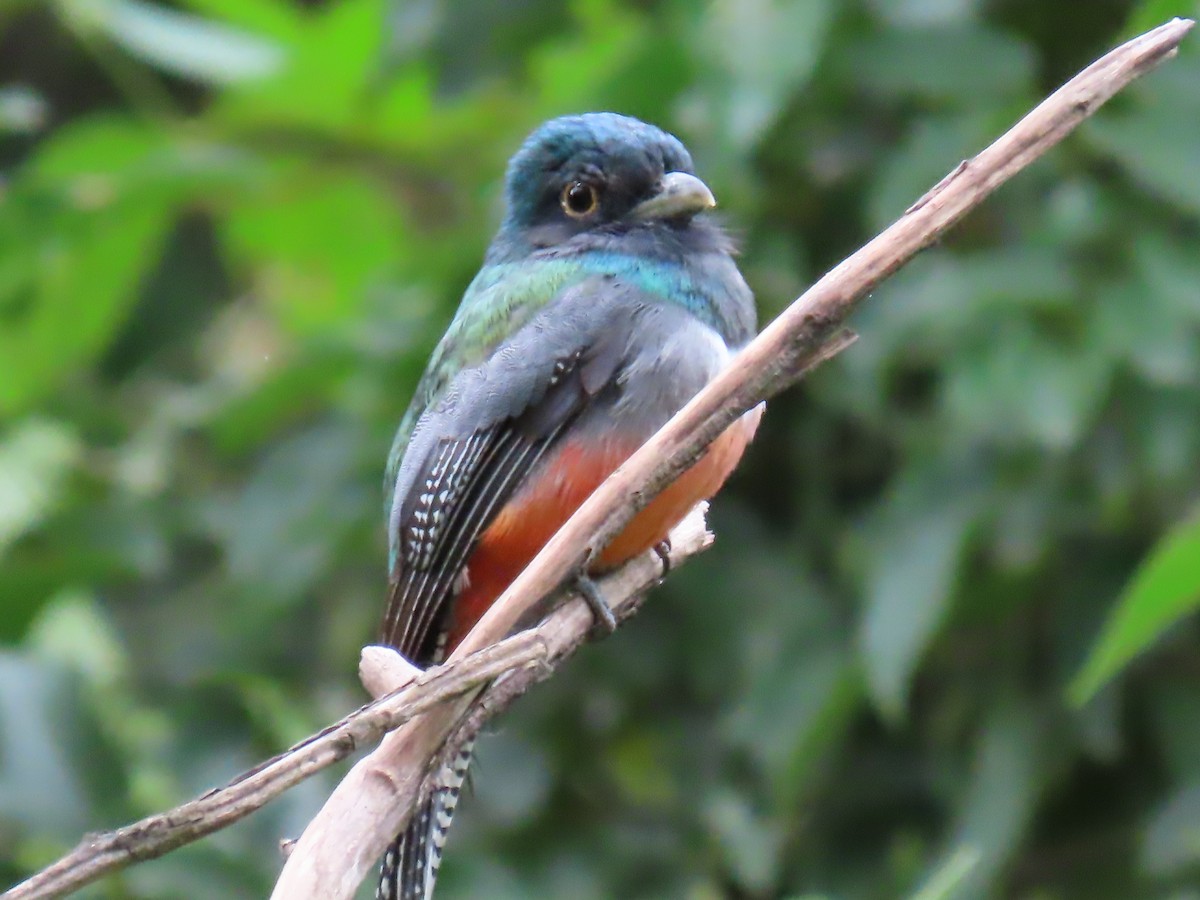 Blue-crowned Trogon - ML637877436
