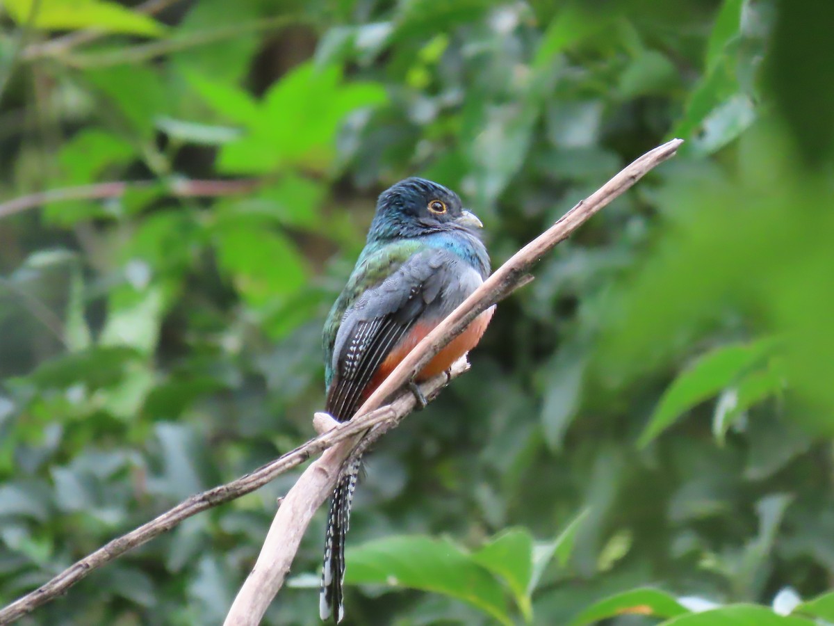 Blue-crowned Trogon - ML637877441