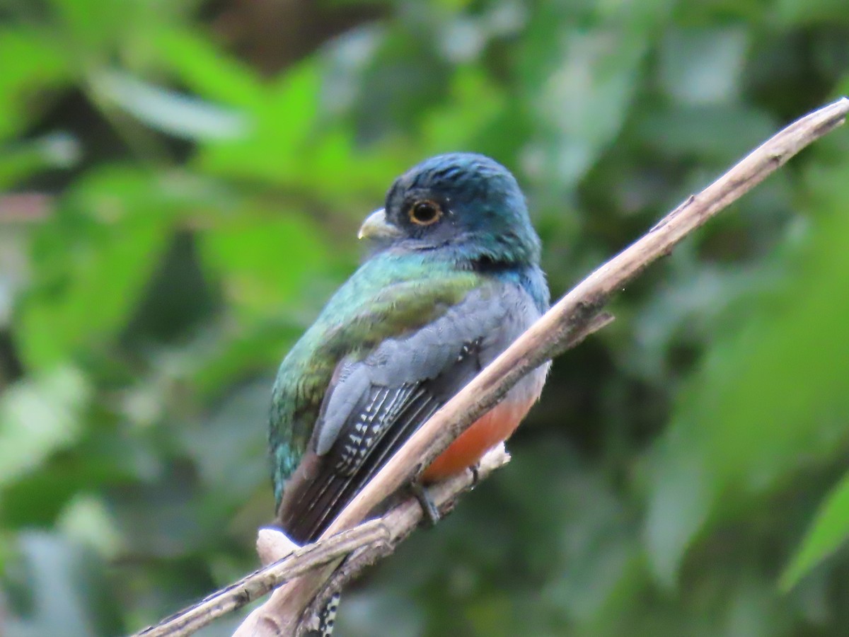 Blue-crowned Trogon - ML637877449