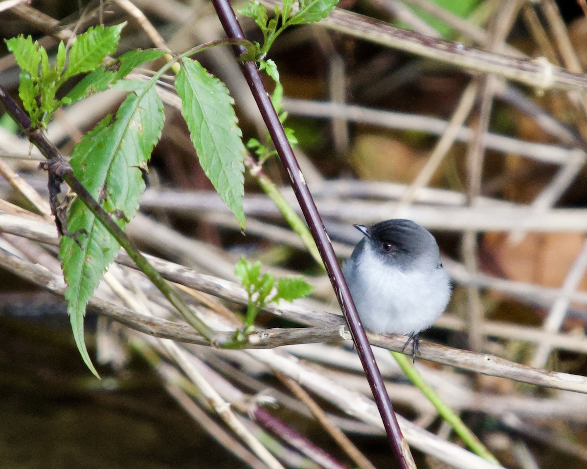 Torrent Tyrannulet - ML637877495