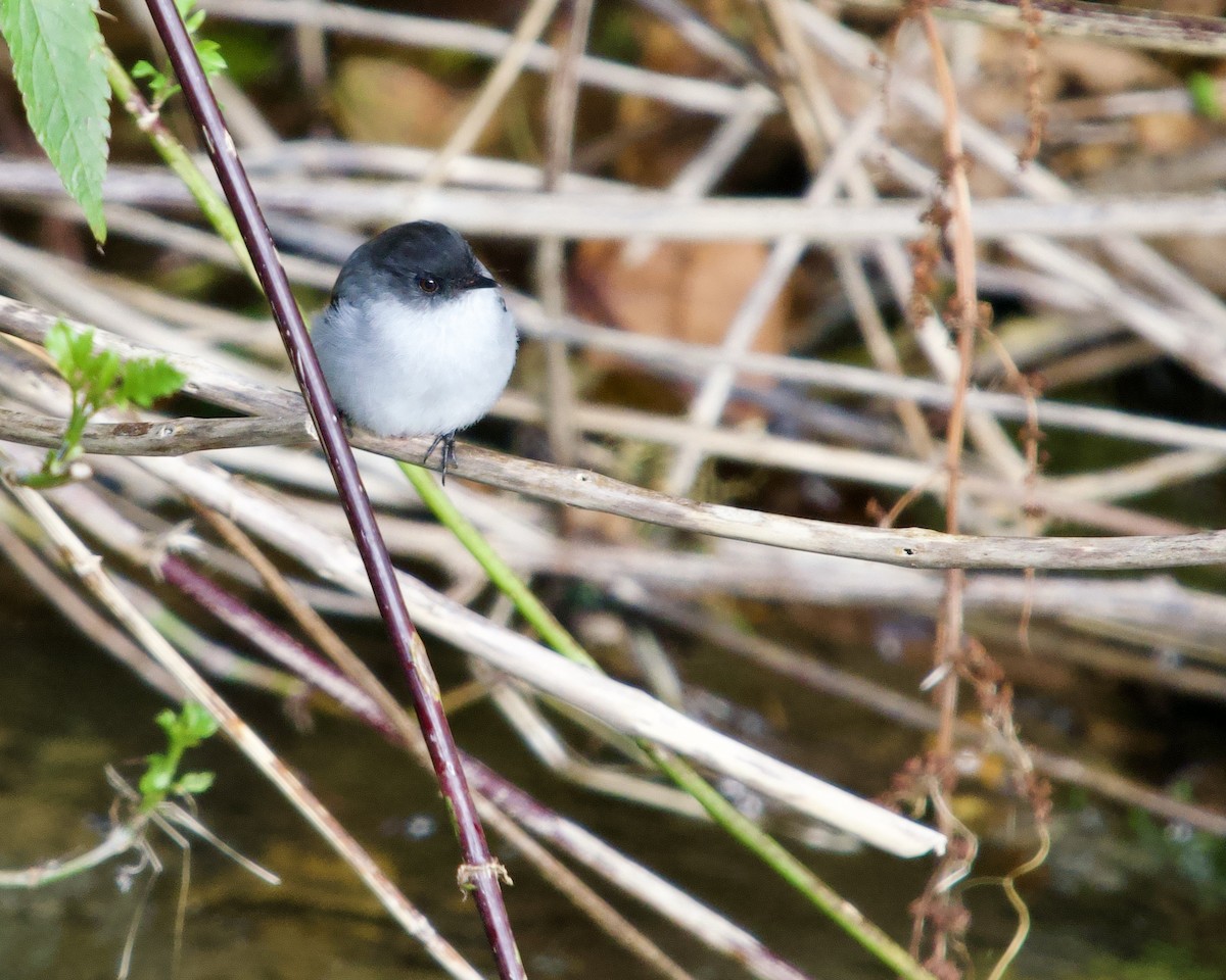 Torrent Tyrannulet - ML637877496