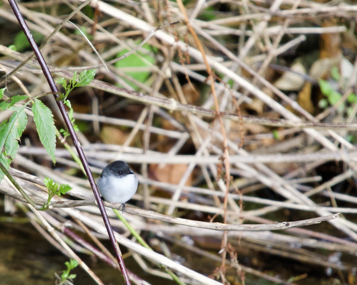 Torrent Tyrannulet - ML637877497