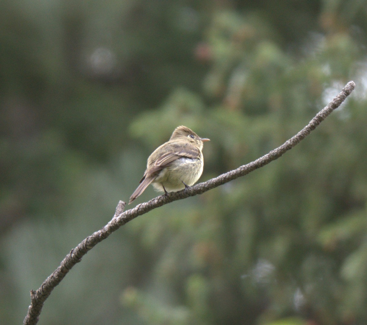 Western Flycatcher - ML637877522