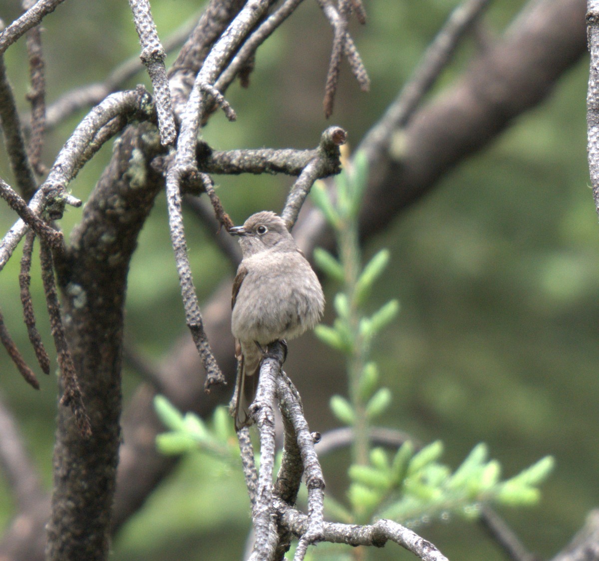 Townsend's Solitaire - ML637877539