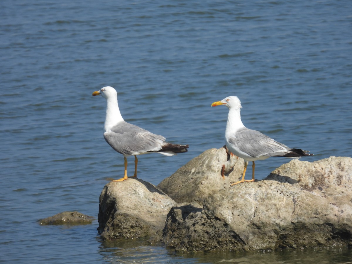 Yellow-legged Gull - ML637877613