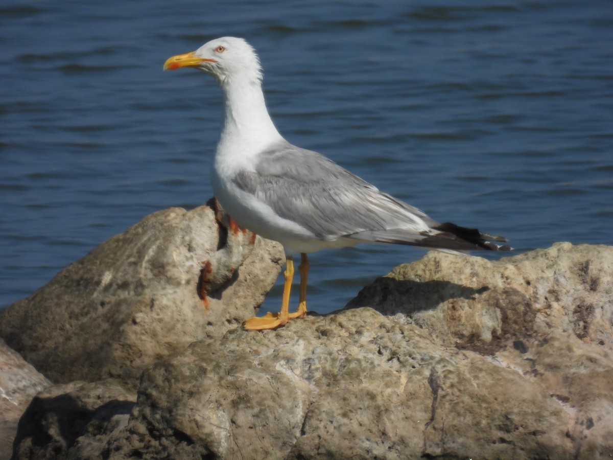 Yellow-legged Gull - ML637877614