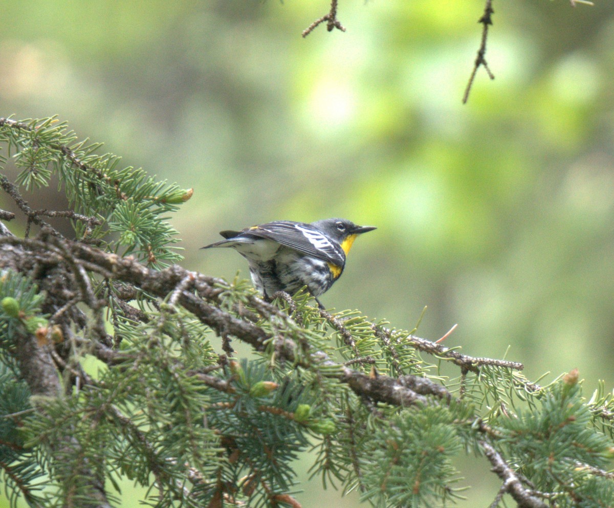 Yellow-rumped Warbler - ML637877627