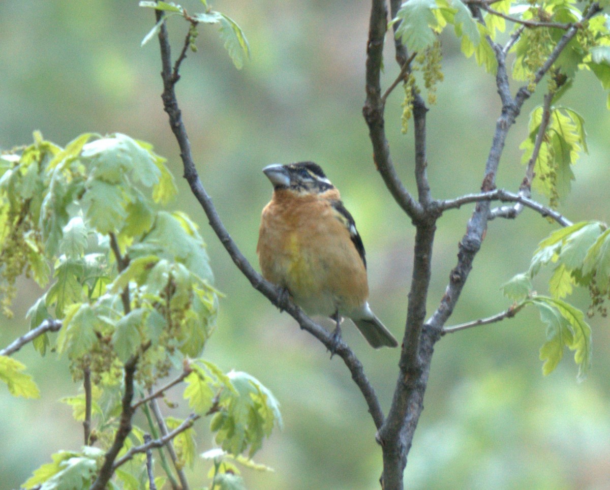 Black-headed Grosbeak - ML637877631