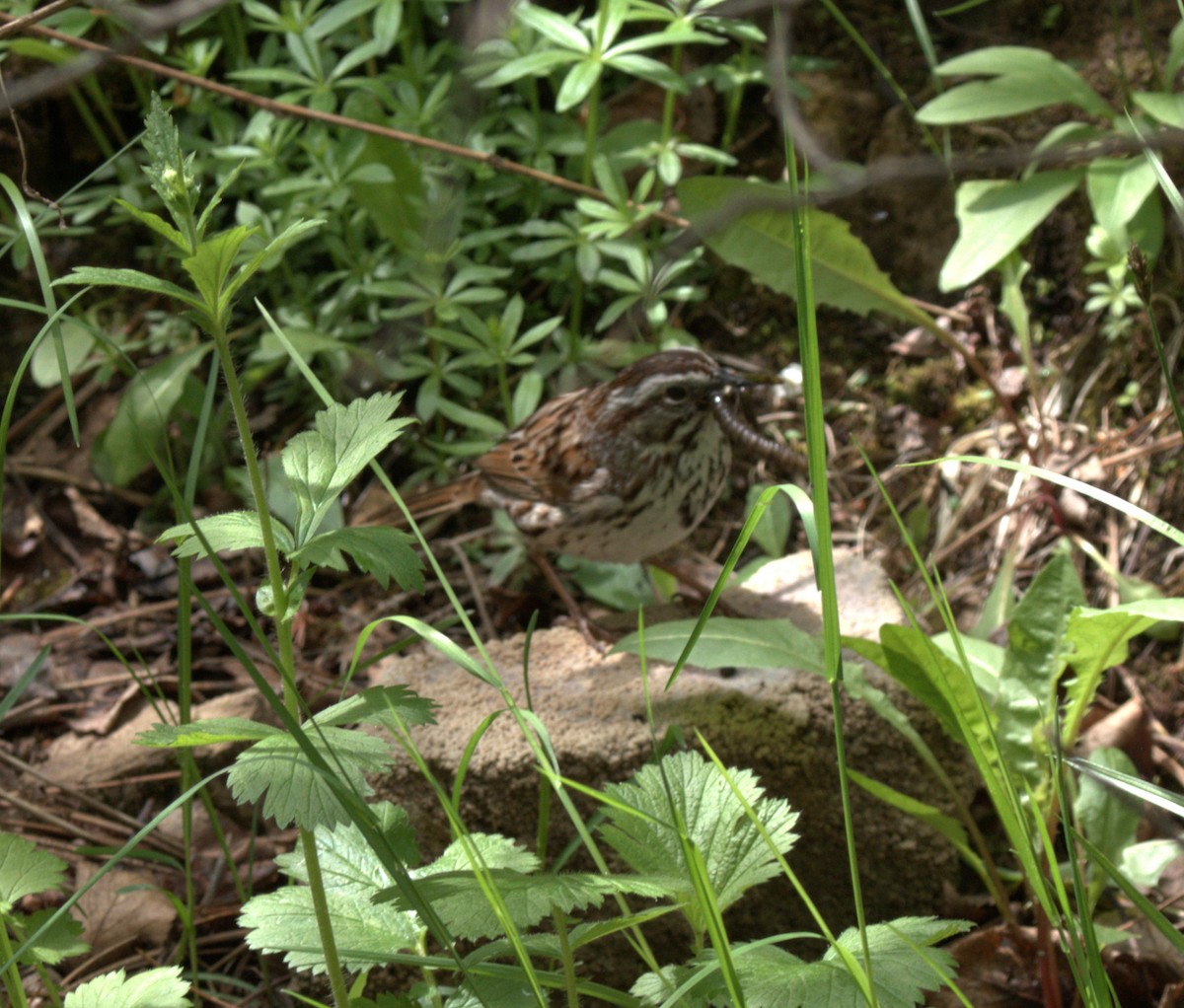 Song Sparrow - ML637877643