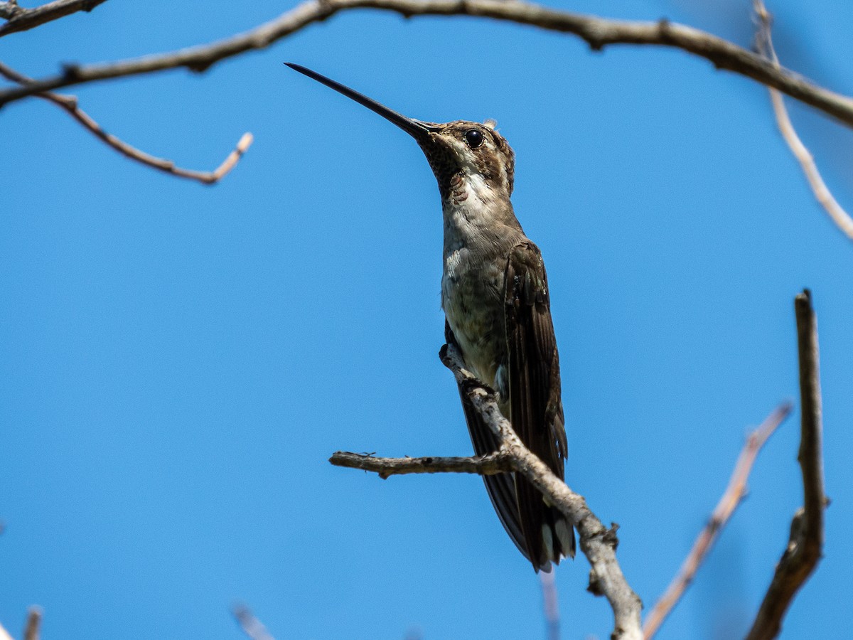 Plain-capped Starthroat - ML637877671