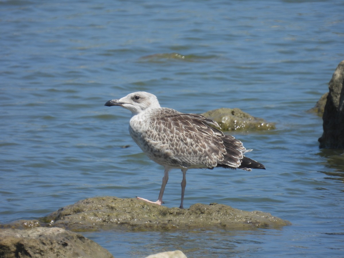 Yellow-legged Gull - ML637877677
