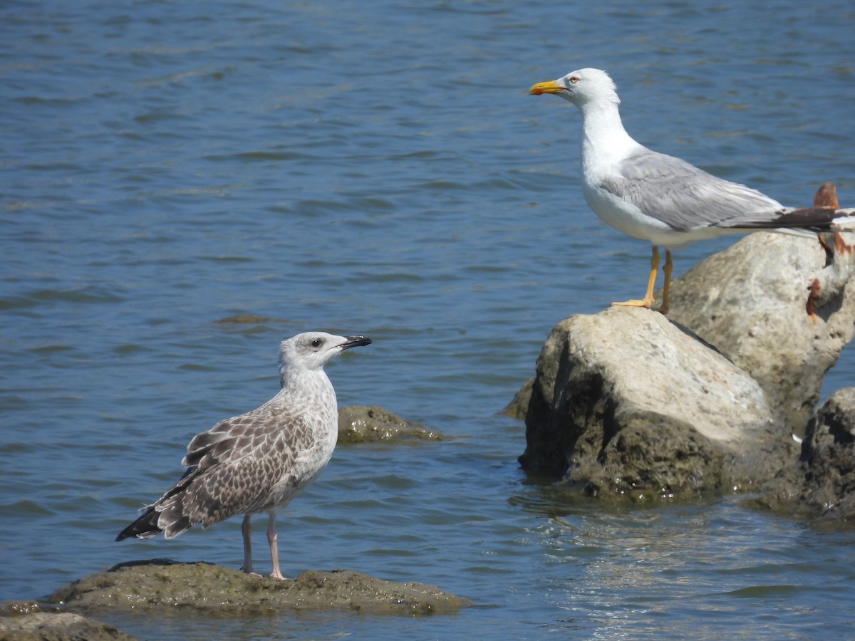 Yellow-legged Gull - ML637877678